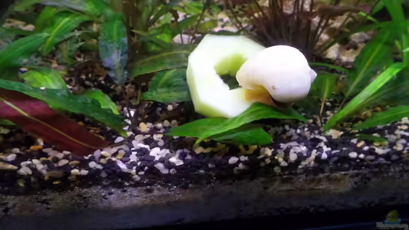 Fütterung von raubsau (71)