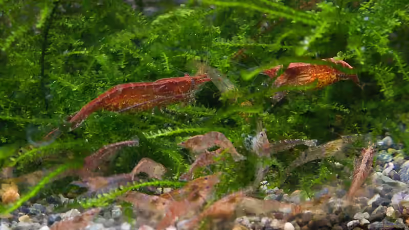 Fütterung von RaykoM (12)