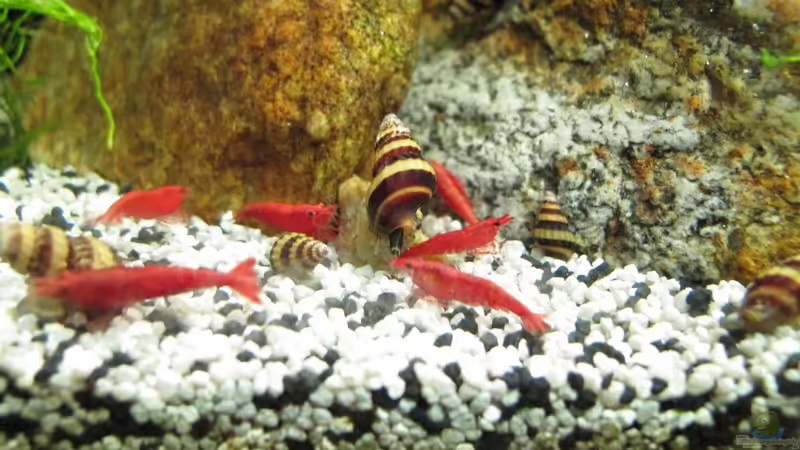 Fütterung von Sarah (24)