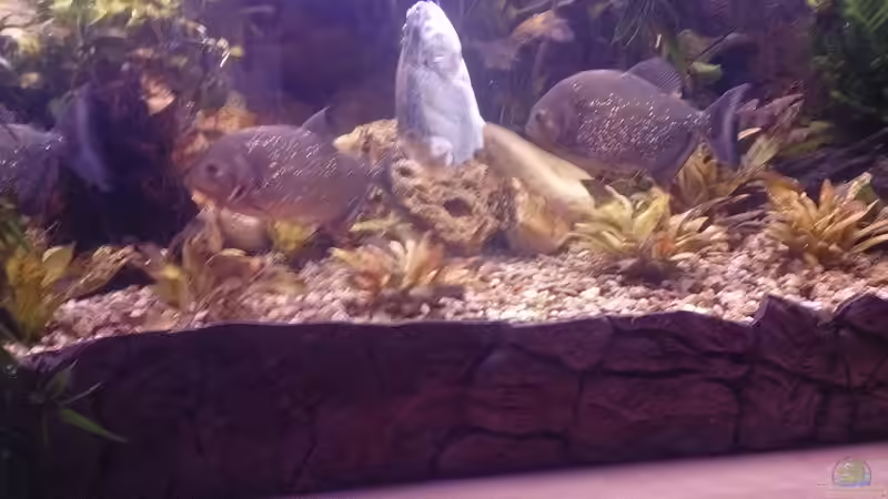 Fütterung von Serrasalmus nattereri (14)