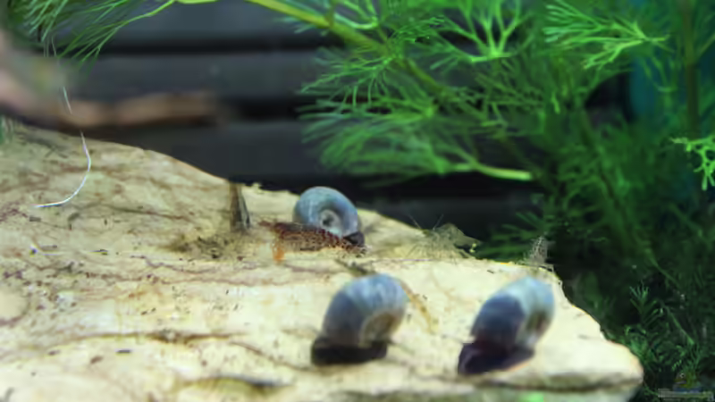 Fütterung von SouthAmerica (29)