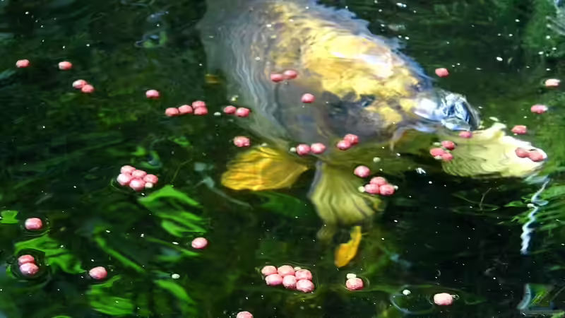 Fütterungs Zeit,hier kocht das Wasser von snooze (30)