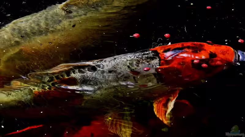 Fütterungs Zeit,hier kocht das Wasser von snooze (31)