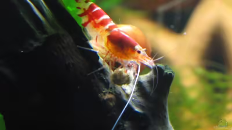 Fütterungszeit :-) von Eleanor (9)