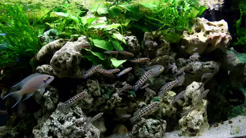 Fütterungszeit... von HeikoS (4)