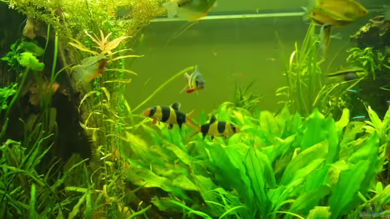 Fütterungszeit. Hier sind im Prinzip alle Bewohner einmal drauf vertreten. Irgendwo von Rheinländer (37)