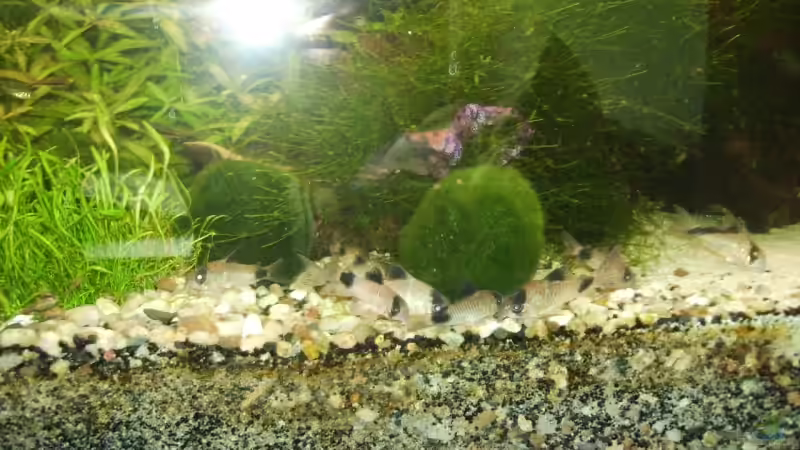 Fütterungszeit  von Stefan Bischoff (37)