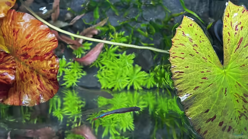 Fütterungszeit  von Thilo (39)