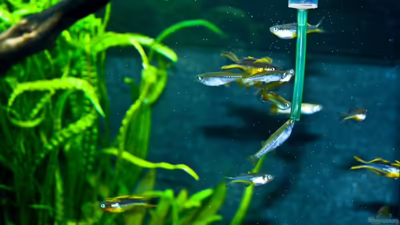 Fütterungszeit von -Der Österreicher- (21)