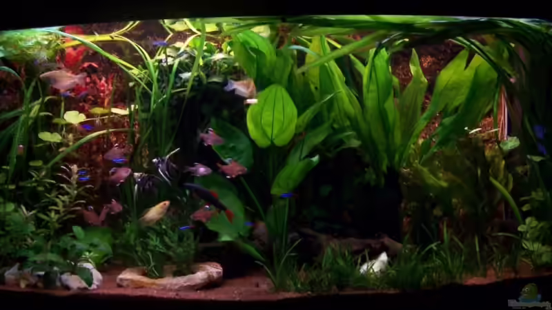 Fütterungszeit von Andreas Weiler (3)