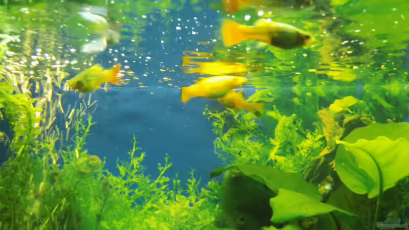 Fütterungszeit!!! von aqua david (22)