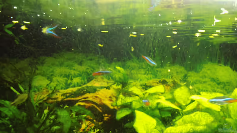 Fütterungszeit!!! von aqua david (3)