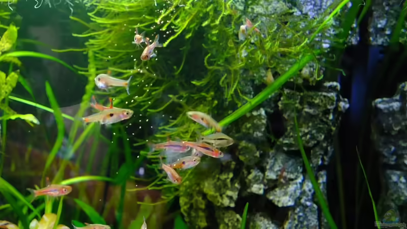 Fütterungszeit von avronaut (17)