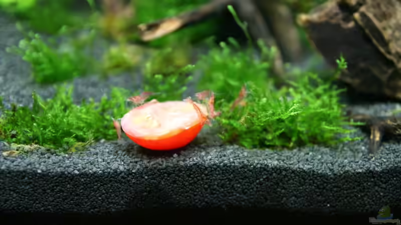 Fütterungszeit von Clemens (10)