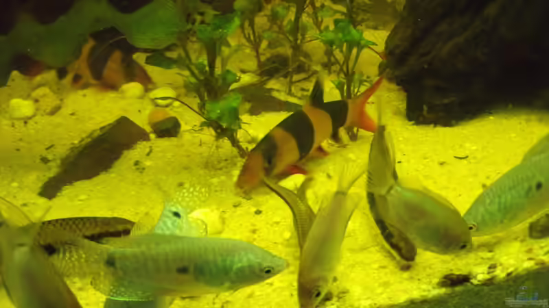 Fütterungszeit von lupusmedicus (22)