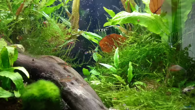 Fütterungszeit von Melanie (12)