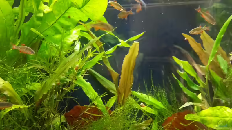 Fütterungszeit von Melanie (14)