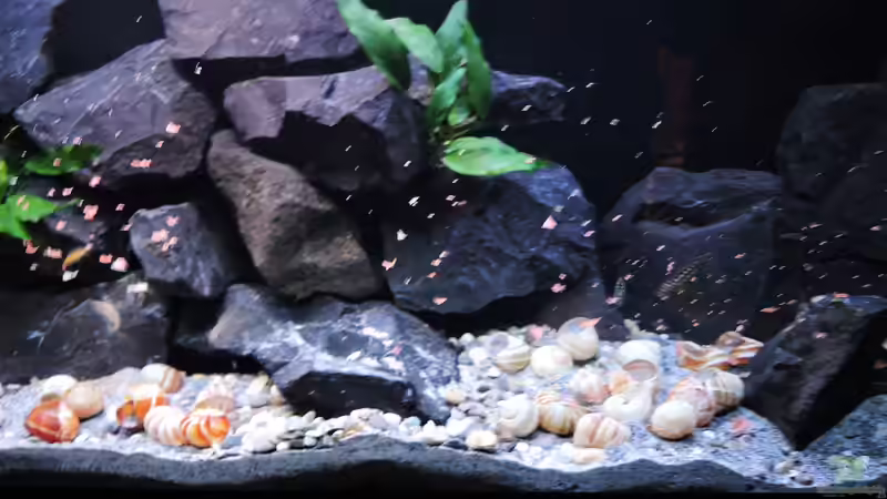 Fütterungszeit von similis (10)