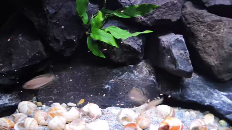 Fütterungszeit von similis (16)