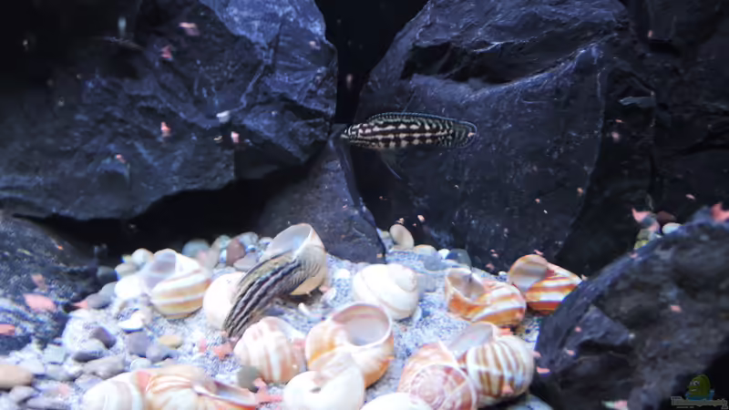 Fütterungszeit von similis (30)