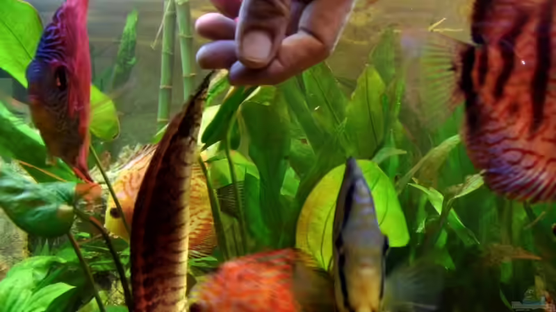 Fütterungszeit von snooze (33)