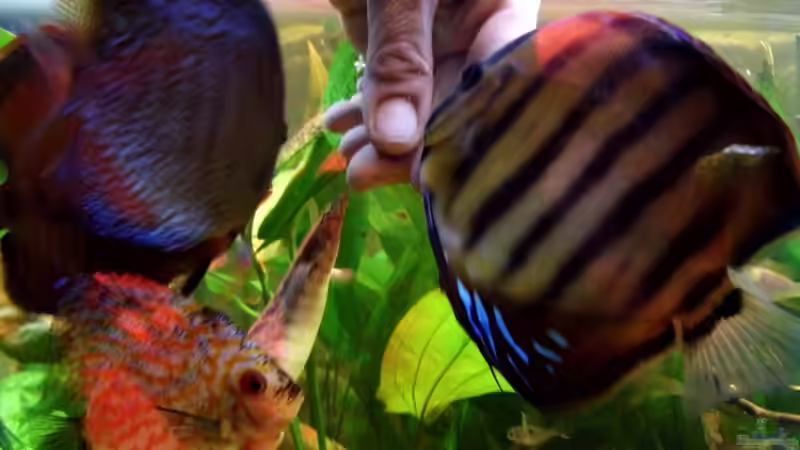 Fütterungszeit von snooze (34)