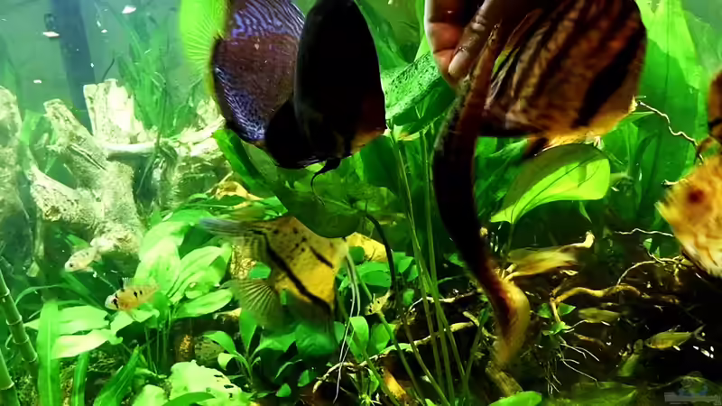 Fütterungszeit von snooze (36)