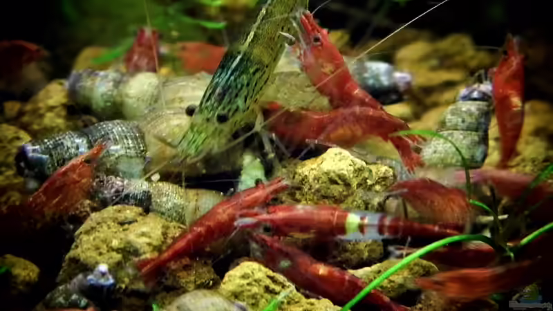 Fütterungszeit von snooze (69)