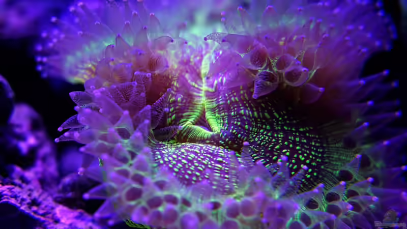 Fütterungszeit von uepsie (13)