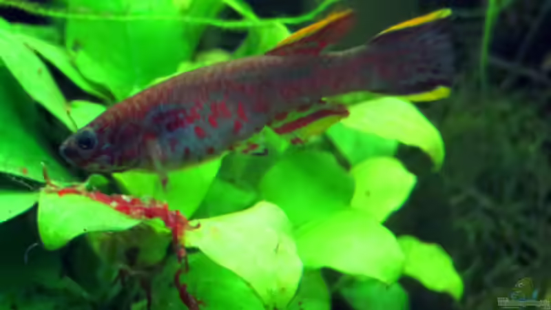 Fundulopanchax gardneri (Stahlblauer Prachtkärpfling)