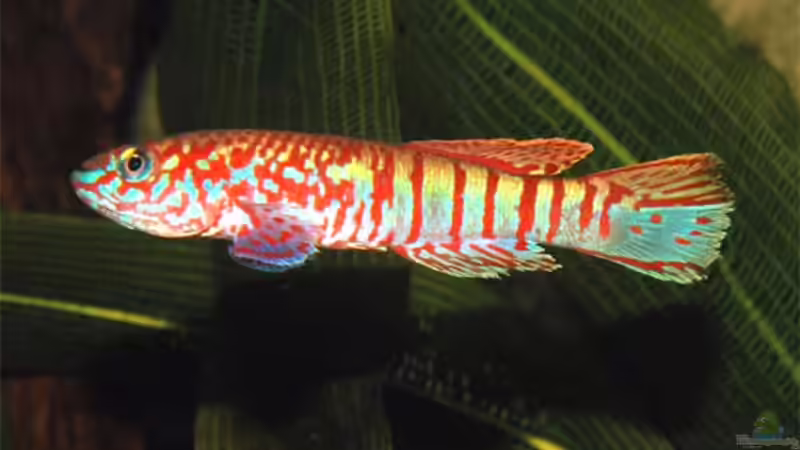 Fundulopanchax sjoestedti ´Funge´, Männchen (Kamerun) von Volker Hebestreit (13)