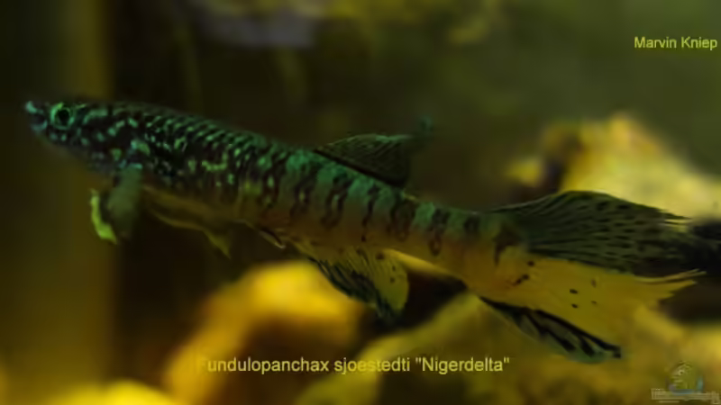 Fundulopanchax sjoestedti ´Nigerdelta´ von Killifisch2001 (2)