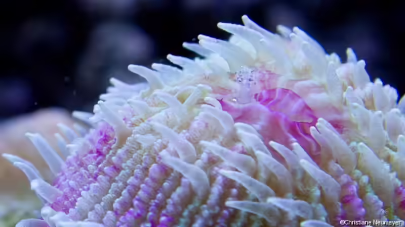 Funghia beim Fressen von Azalee (2)