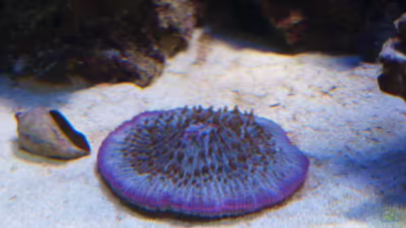 Funghia von Christian Holtkamp (4)