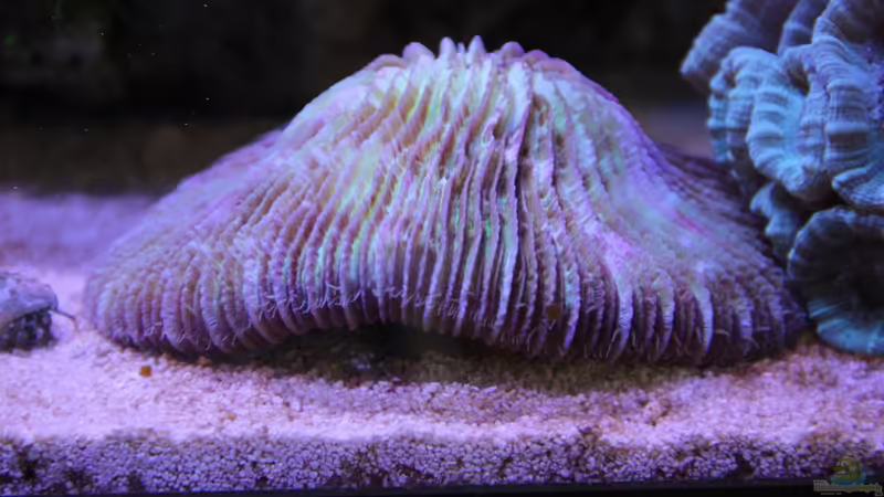 Fungia = Fungia fungites von Sven Jastrow (39)