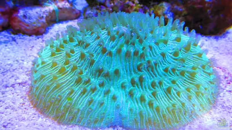 Fungia grün von Johannes 88 (30)