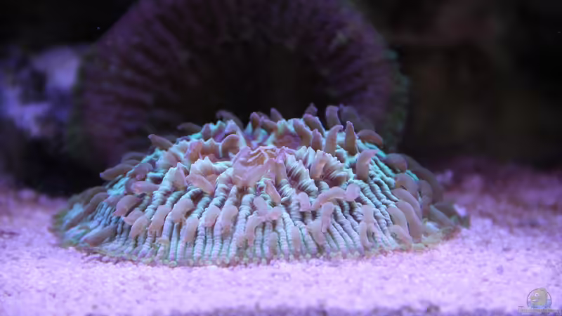 Fungia (Noppen) = Fungia sp von Sven Jastrow (37)