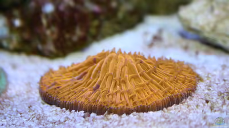 Fungia orange/lila Australien von Johannes 88 (31)