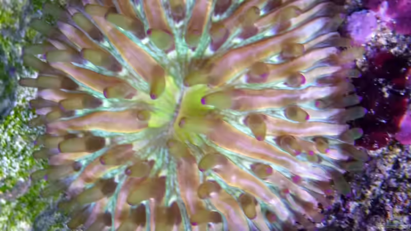 Fungia sp. von Summse (28)