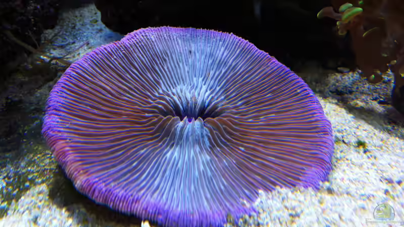 Fungia von .uschi (12)