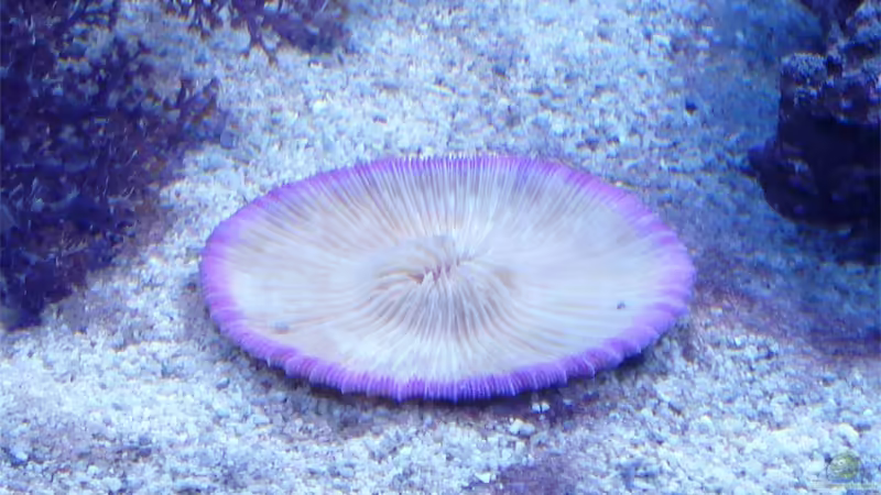 Fungia von .uschi (19)