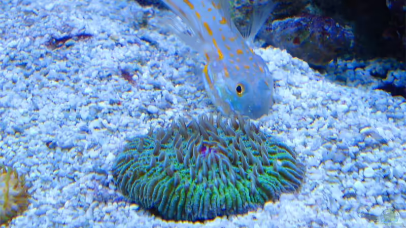 Fungia von .uschi (20)