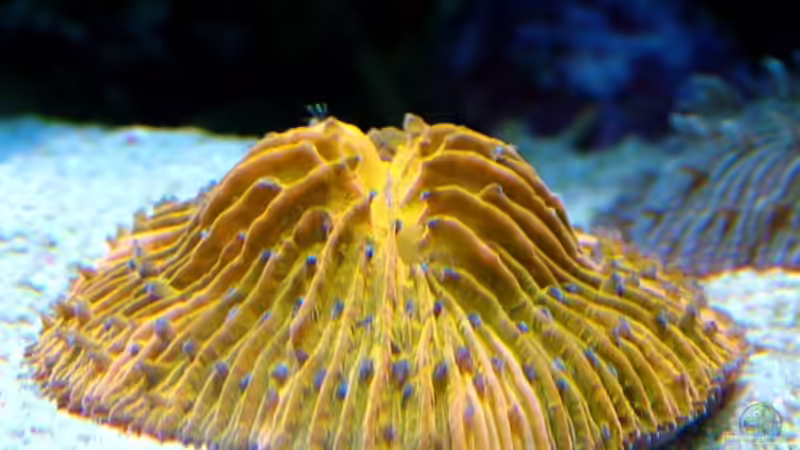 Fungia von .uschi (5)