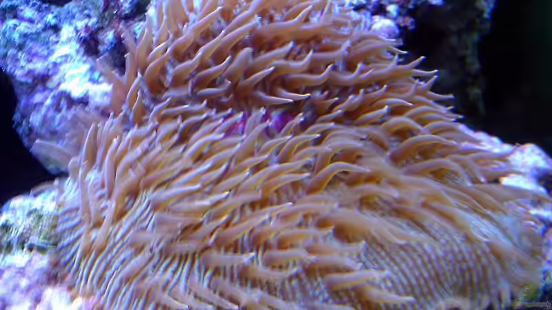 Fungia von snoopy2008 (14)