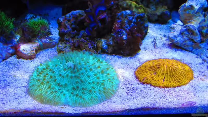 Fungias und Tridacna von Johannes 88 (28)