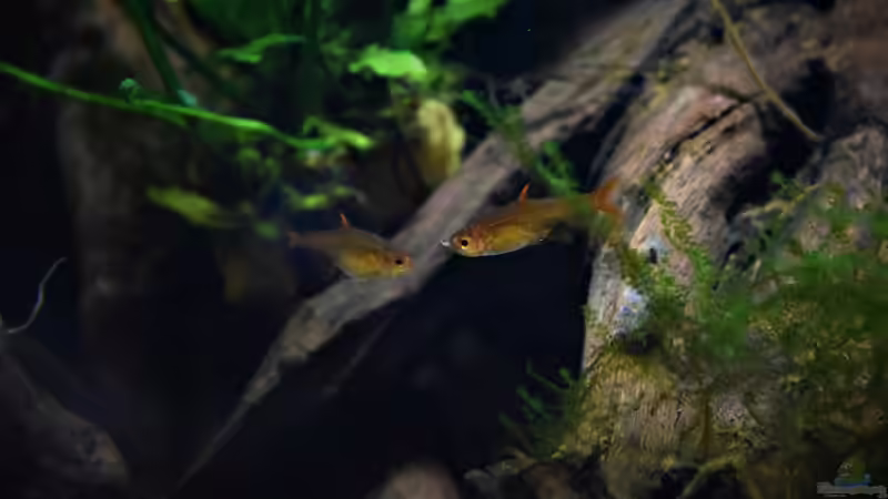 Aquarien mit Hyphessobrycon amandae (Feuertetra)