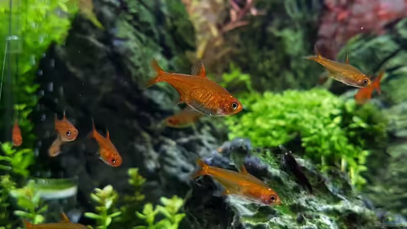 Funkensalmler (Hyphessobrycon amandae) von YoshiMaus (8)