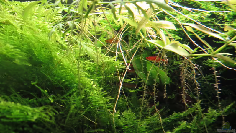 Funkensalmler im Dickicht von Sarah (22)