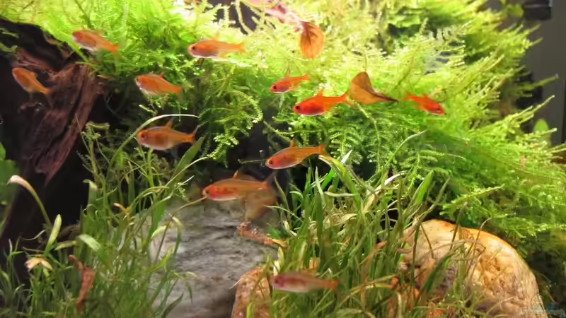 Funkensalmler im Schwarm von Sarah (42)