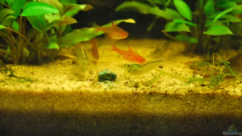 Funkensalmler und Amanogarnelen  von Peter Meyer (11)